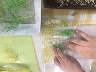 ドライフラワーかすみ草